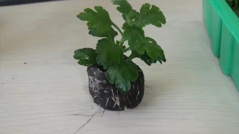 Как укоренить черенки мультифлоры