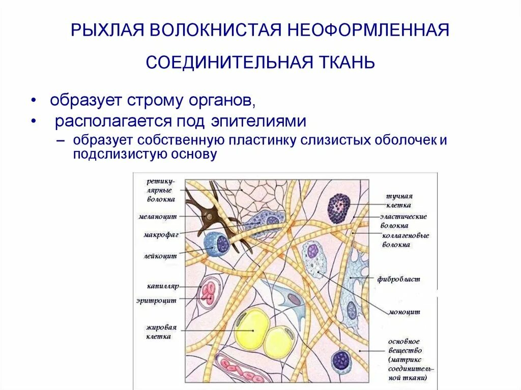 Строение рыхлой волокнистой неоформленной соединительной ткани. Рыхлая волокнистая неоформленная соединительная ткань препарат. Строение рыхлой волокнистой соединительной ткани. Рыхлая волокнистая ткань соединительная ткань.