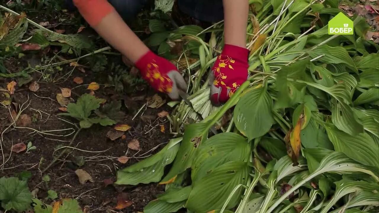 Надо ли срезать листья. У Николая Хоста. Хоста обрезка осенью. Хоста растение надо обрезать осенью. Хосту обрезать на зиму.