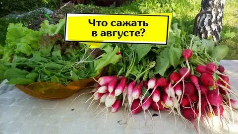 Редиска на грядке