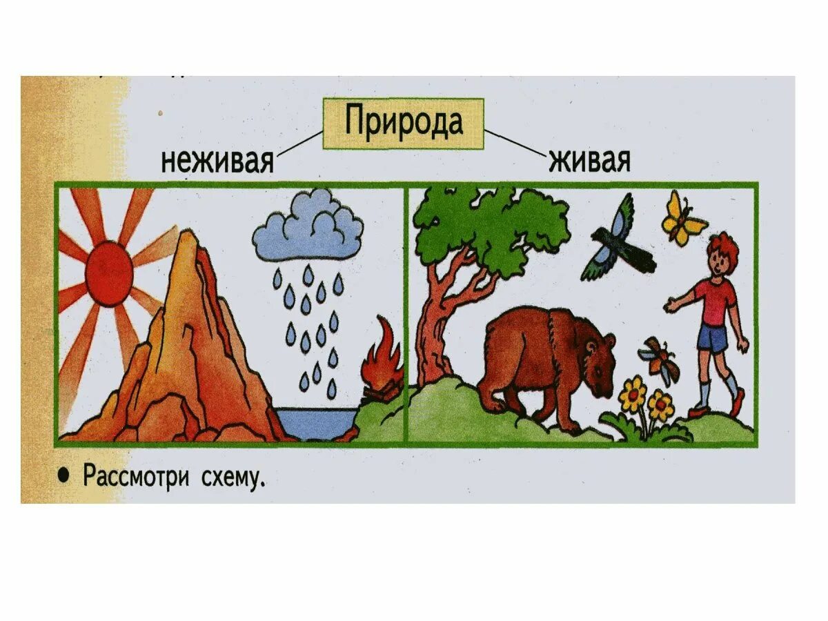 Связь живой и неживой природы. Взаимосвязь живой и неживой природы. Связь между живой и неживой природой. Схема живой и неживой природы.