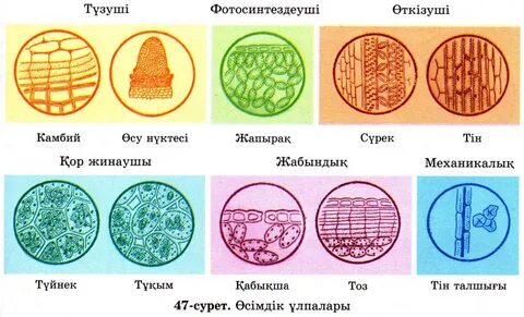 Қынаптың ісінуін қалай емдеуге болады