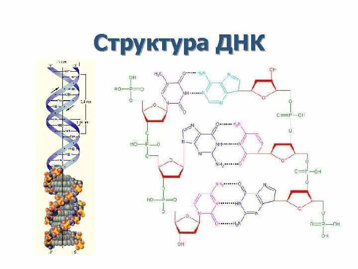 Какого структура днк. Дезоксирибонуклеиновая кислота ДНК строение. Вторичная структура ДНК схема. Первичная вторичная и третичная структура ДНК. Структурное строение ДНК.