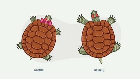 Как отличить черепаху