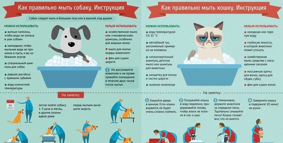 Как правильно мыть кошку. Инфографика инструкция. инструкция в инфографике. как правильно мыть обамку.