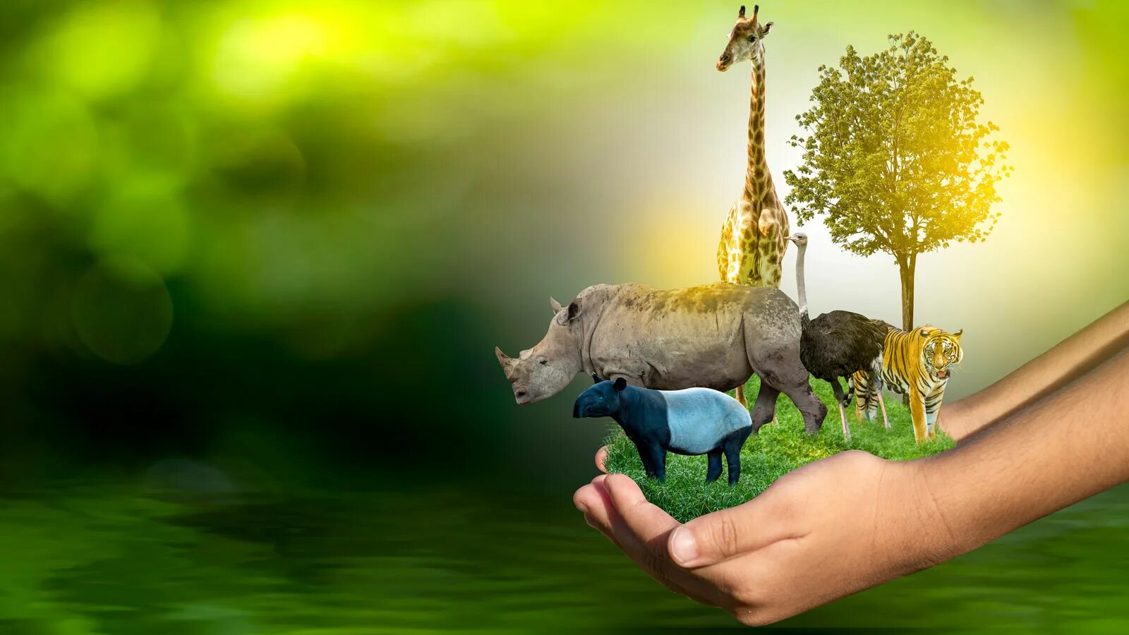 Wildlife programme. Save wildlife. Protect animals. Protected. Wildlife organisations.