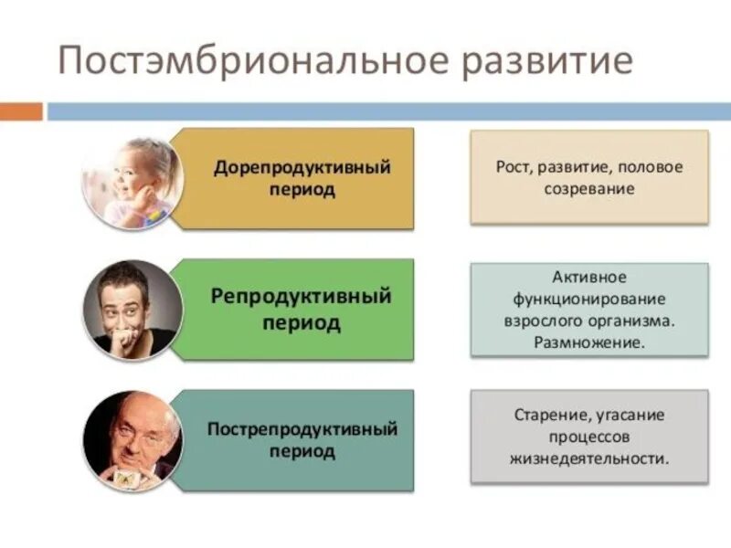 Развитие человека возрастные процессы 8 класс. Периоды постэмбрионального развития человека. Этапы постэмбрионального развития. Периодизация постэмбрионального развития человека. Этапы постэмбрионального периода человека.