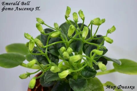Emerald bell