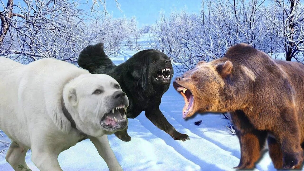 Видео собака привела медведей. Алабай собака против медведя. Медведь и собака. Волкодав против медведя.