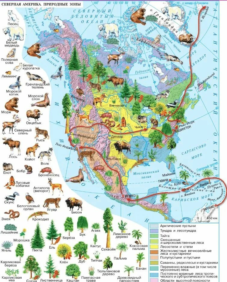 Северные материки 7 класс природные зоны. Карта природных зон Америки. Карта растительности Северной Америки. Природные зоны Северной Америки атлас 7 класс. Атлас карта природные зоны Северной Америки 7 класс.