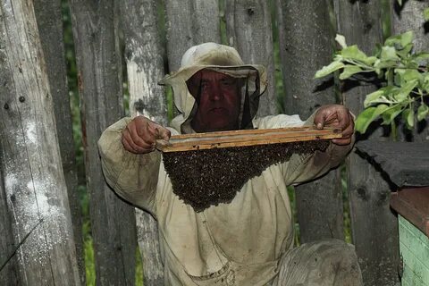 Посадить пчел