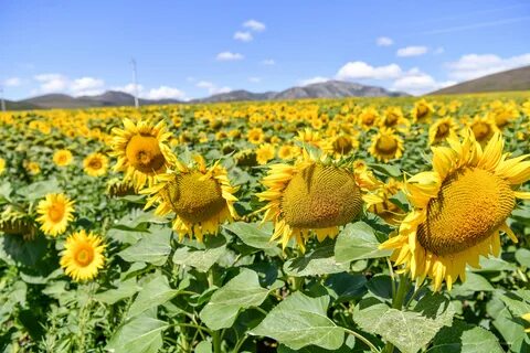 Желідегі клиторды жалау туралы бейнелер