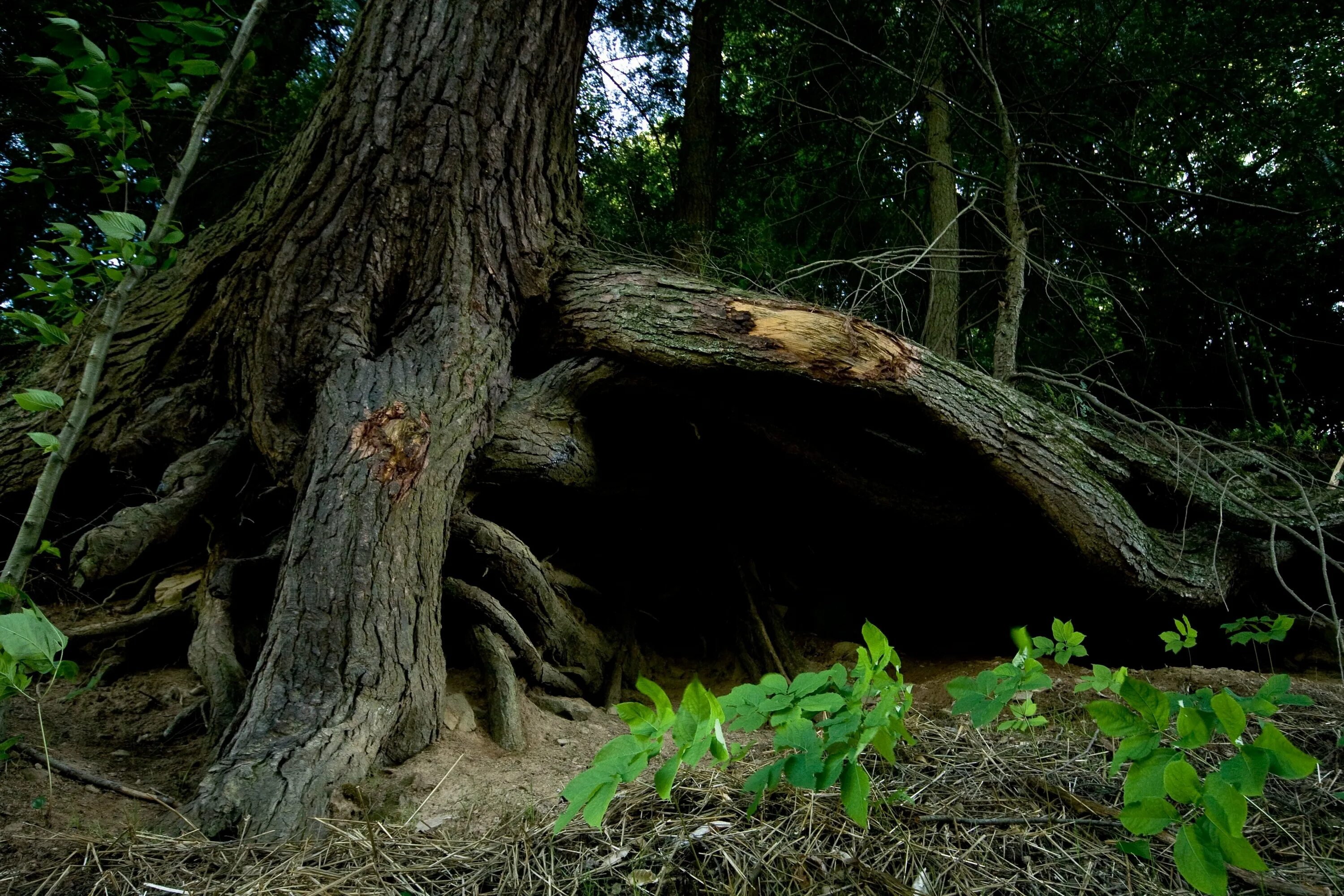 Где можно найти деревья. Корни дерева. Пещера в корнях дерева. Поваленное дерево. Пещера под корнями дерева.
