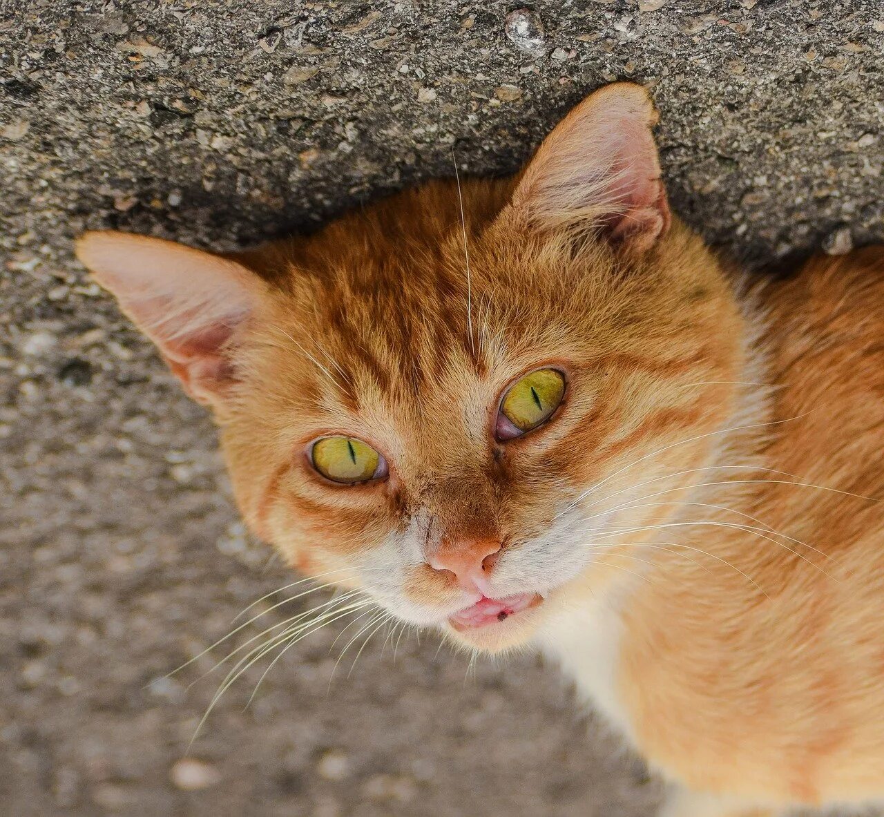 Желтого рыжего кота