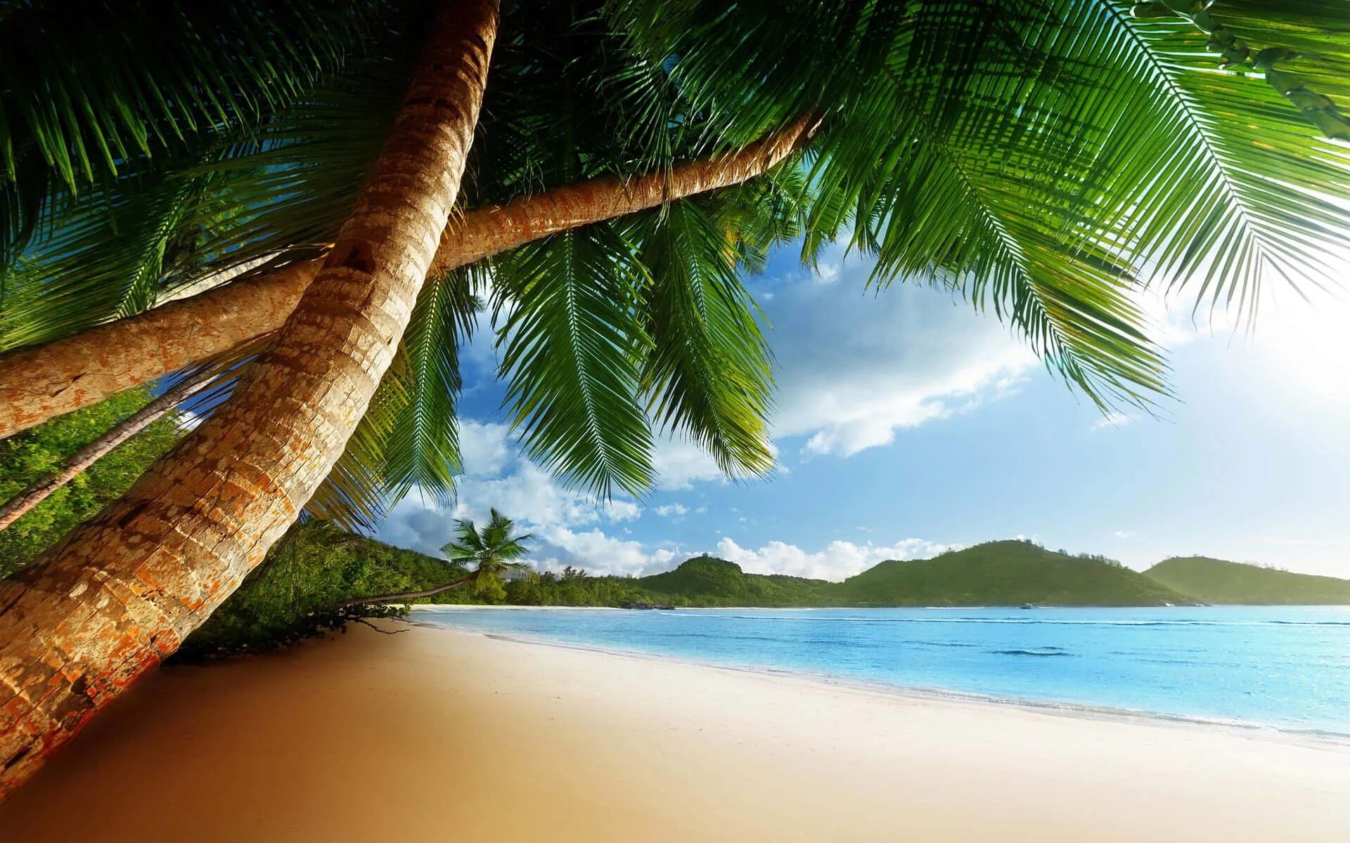 Море пляж. Море пальмы. Пальмы песок. Пляж с пальмами.