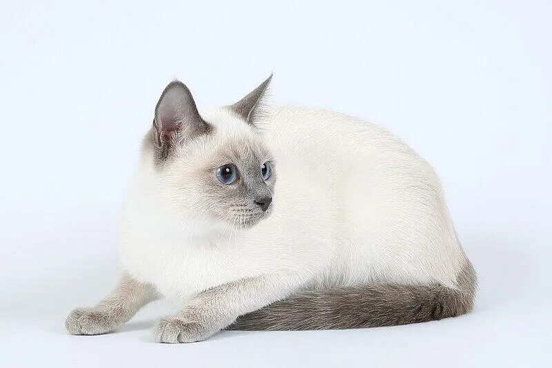 Породы сиамского окраса. Тайский кот Блю Пойнт. Тайская кошка Блю Пойнт. Сиамская кошка Блю-Пойнт. Сиамская и тайская кошка.