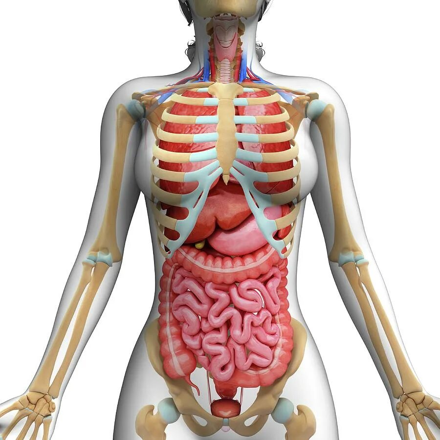 Скелет с внутренними органами. Анатомия человека внутренние органы и скелет. Анатомия внутренних органов человека на скелете человека. Скелет внутренних органов человека женщины. Человеческий келет с оргонами.