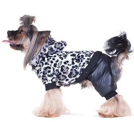 Одежда для лап собак. Зимняя обувь для мопса. Свитера для бигля из 4 лап. Шпиц в одежде. Одежда для лап собак.