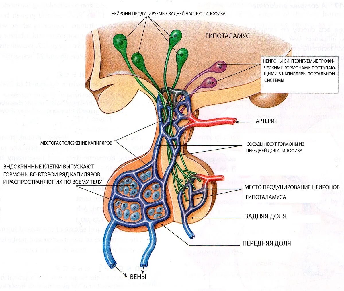Гипоталамо-гипофизарная система анатомия. Схема строения гипоталамо гипофизарной нейросекреторной системы. Схему связей в гипоталамо-гипофизарной системе. Система гипоталамус гипофиз.