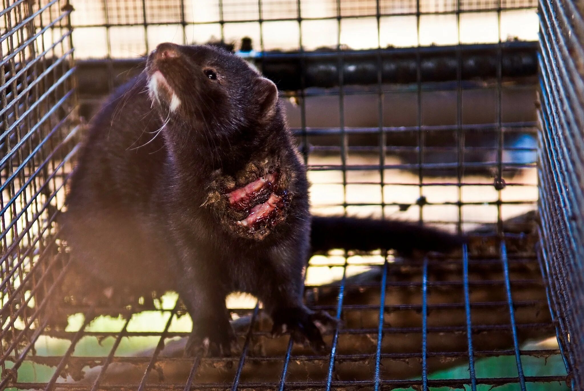 Норковая звероферма в дании. Норка работа. Звероферма норки в россии. Ферма норок в россии. Чучело норки.