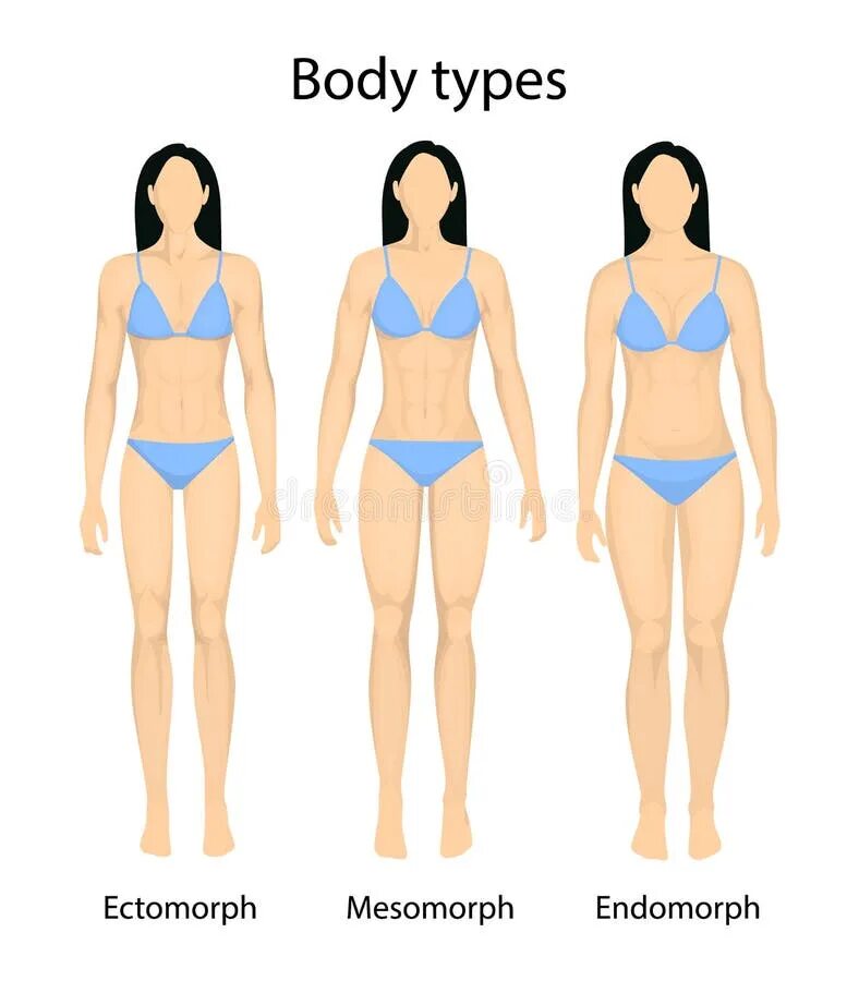 Body types names