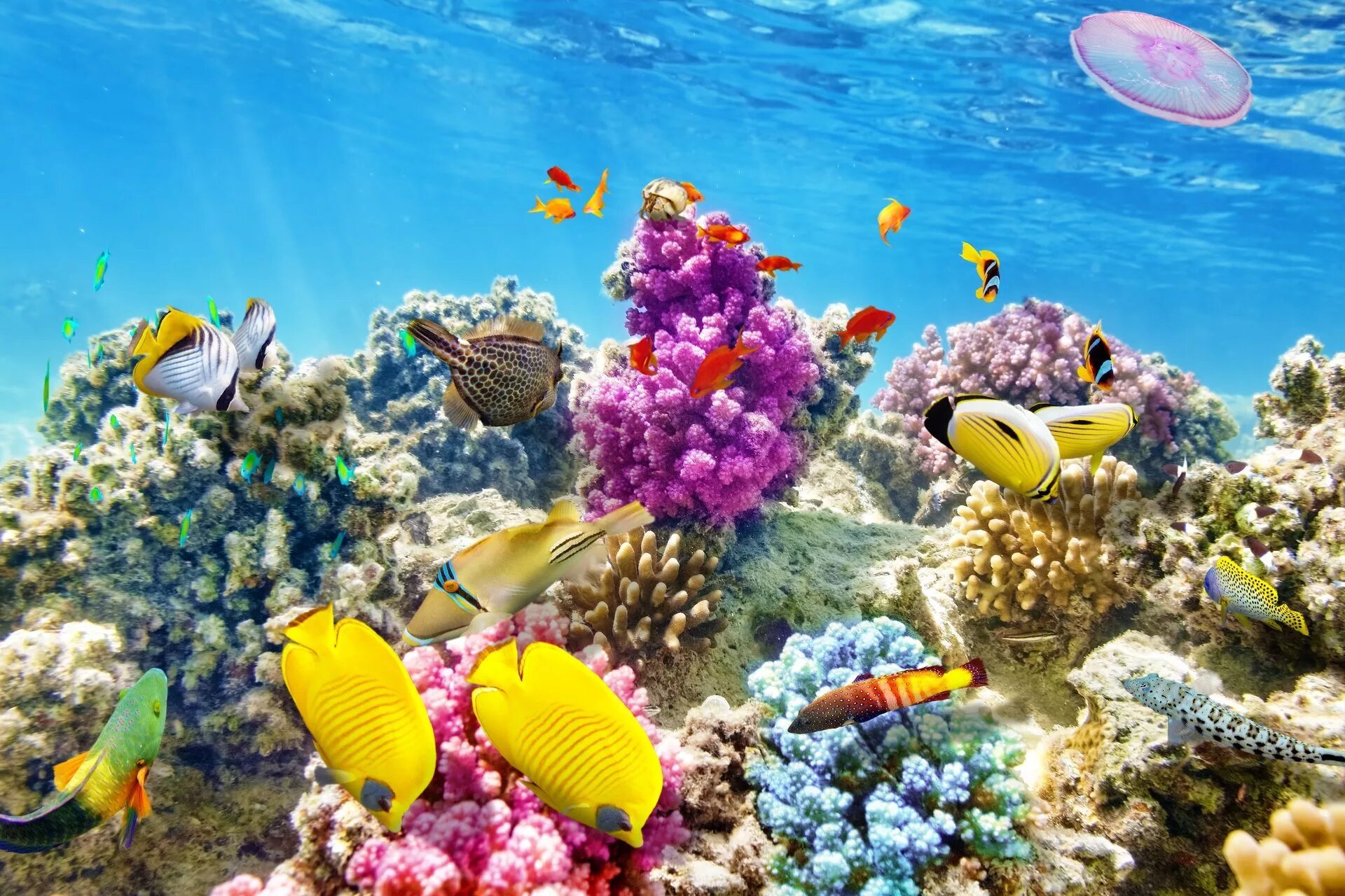 Животные кораллового рифа. Риф Фанадир. Подводный риф риф. Подводный мир океана коралловый риф. Коралловый риф Бора Бора.