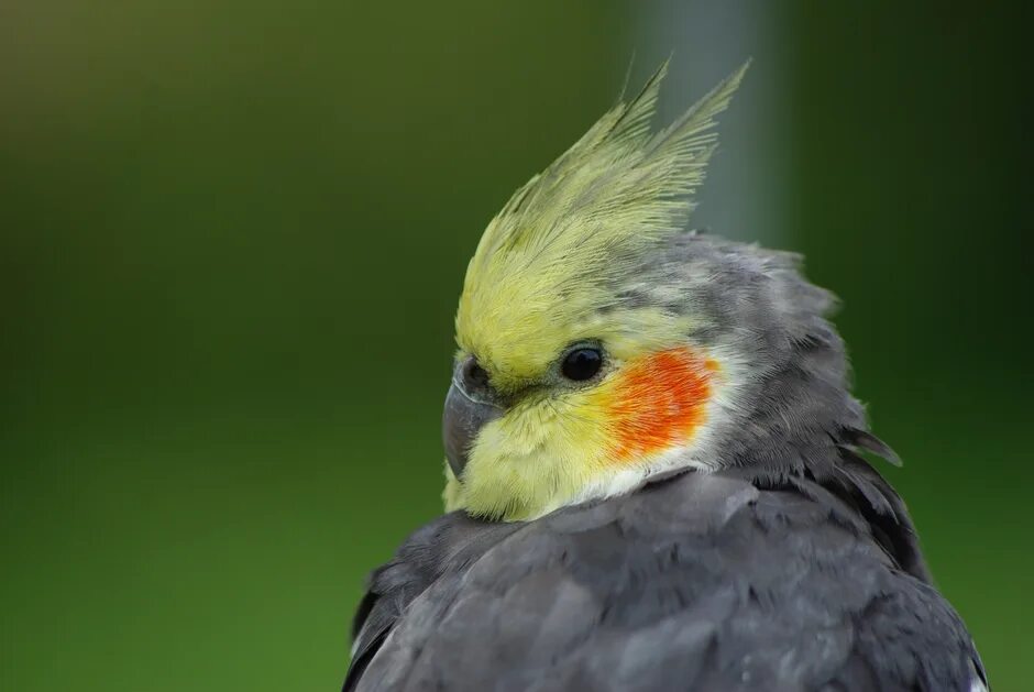 Виды корелл. Попугай корелла. Нимфа корелла попугай. Попугай корелла Какаду. Корелла нимфа желтый.