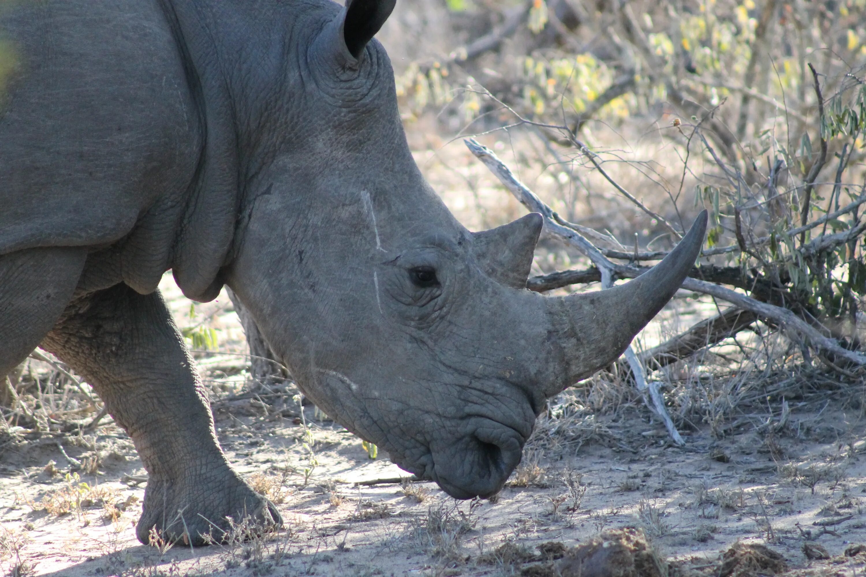 Африканский белый носорог. Белый носорог в Африке. Black Rhino животные.