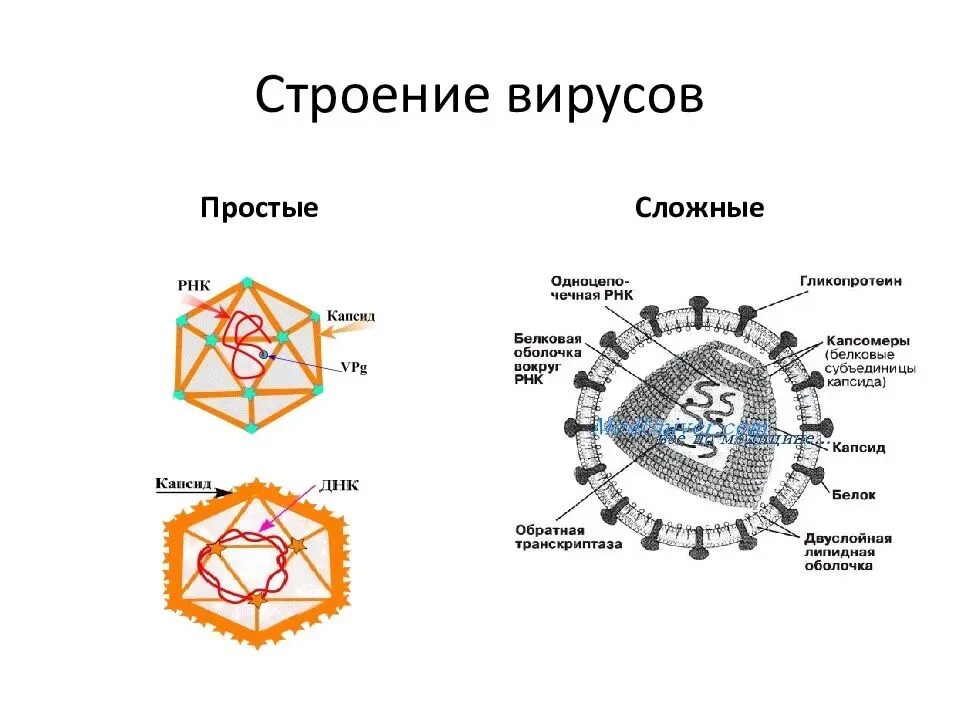 Строение вирусов 7 класс. Строение вириона. простые и сложные вирусы. схематичное строение простого и сложного вируса. вирус схема. структурные компоненты вируса.