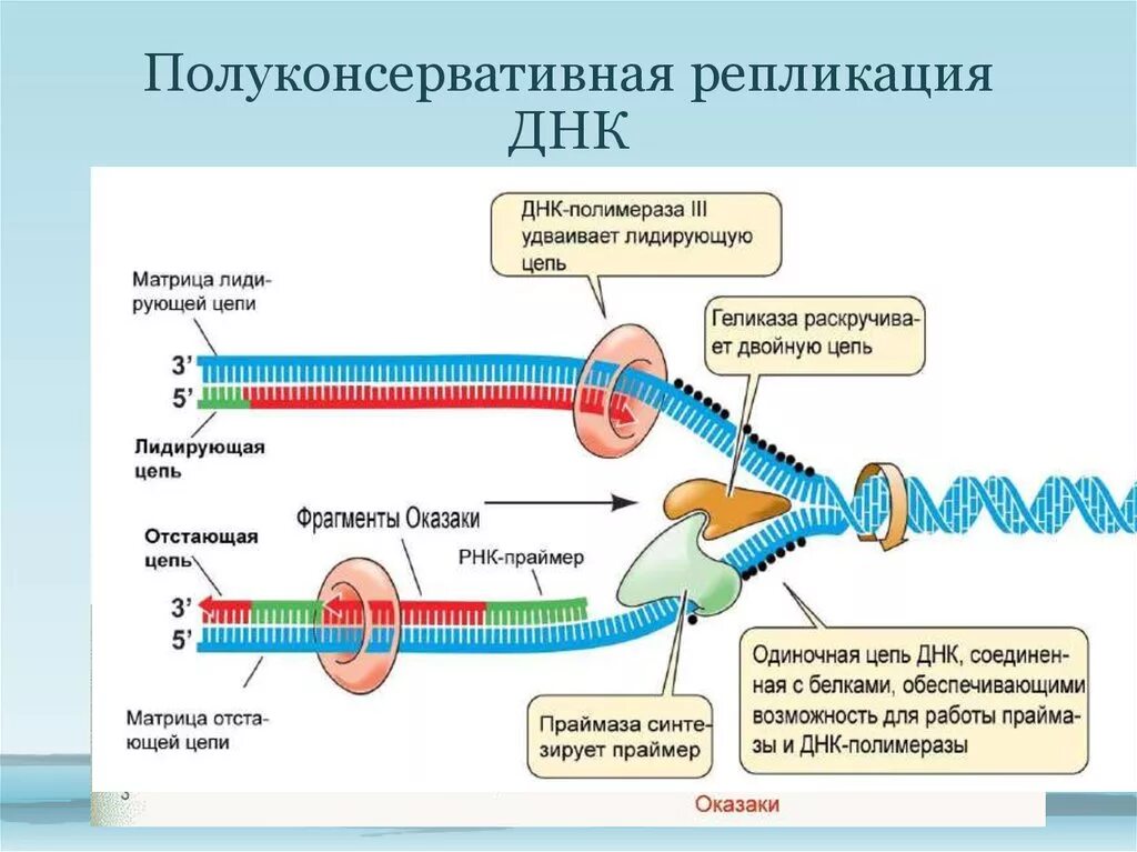 Праймер биология. Ферменты репликации ДНК. Биологии репликация ДНК схема. Схема репликации ДНК ферменты. Схема репликации биохимия.