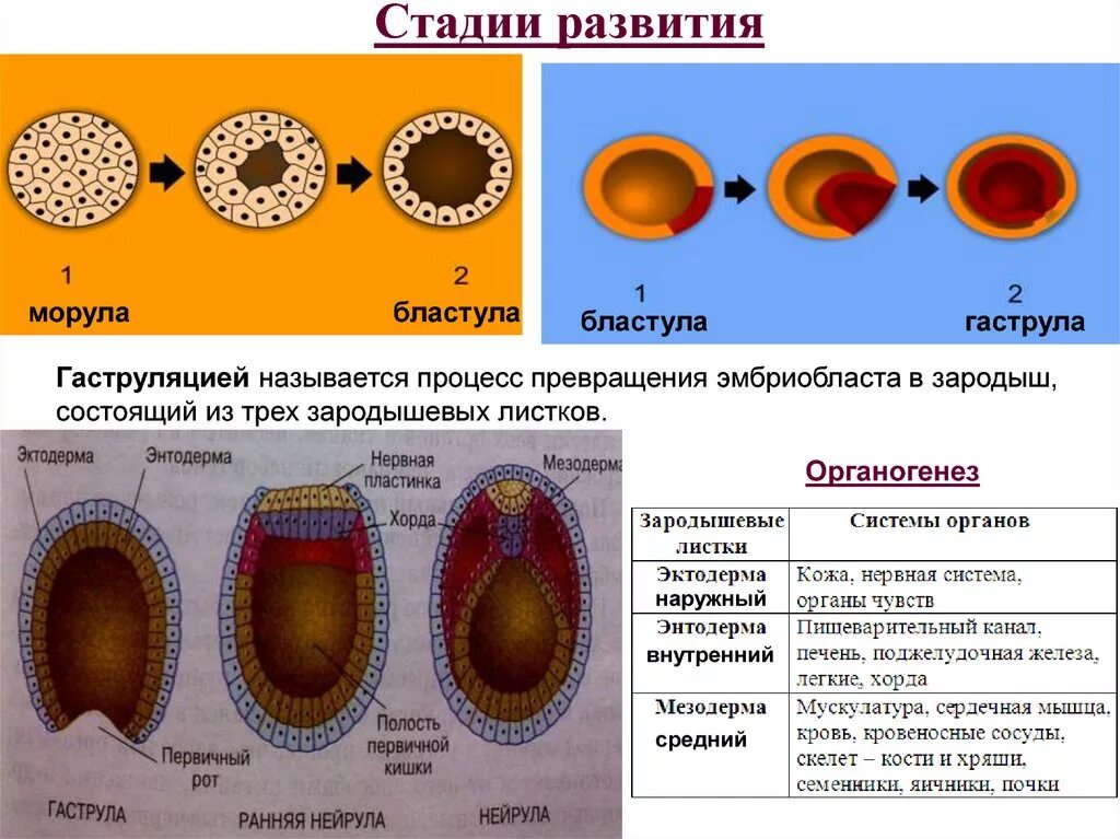 Стадии развития бластула гаструла нейрула