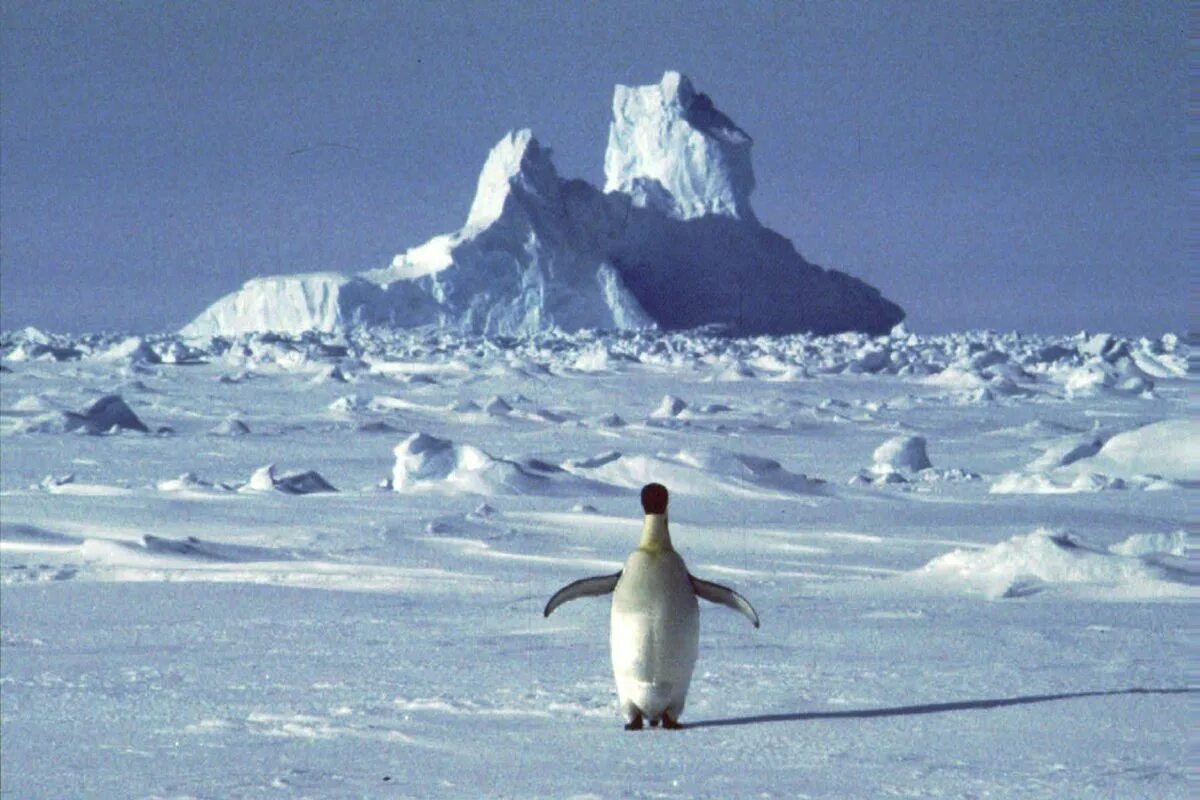 Аэродром Новолазаревская Антарктида. Столица Антарктиды. О. Сеймур Антарктиде. Полярное плато в Антарктиде. В середине 20 века антарктида для многих