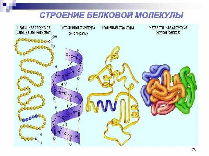 Строение белковой молекулы. Структуры белка. Структура белковой молекулы. Строение белковых молекул. Б спираль белка