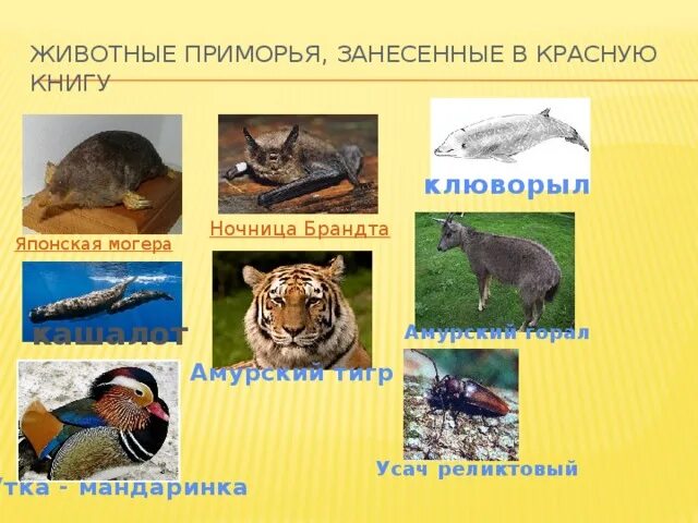 Проект красная книга приморского края