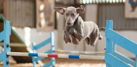 Dog competition
