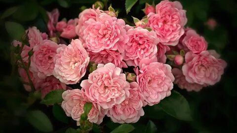 Cover rose