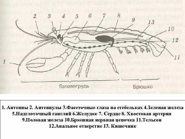 Антеннулы у ракообразных. Антеннулы у ракообразных