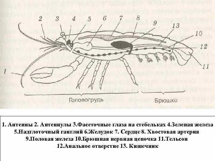 Ракообразные строение антеннулы. Антенны и антеннулы функции. Антенны и антеннулы у ракообразных. Антеннулы функции. Речной рак головогрудь