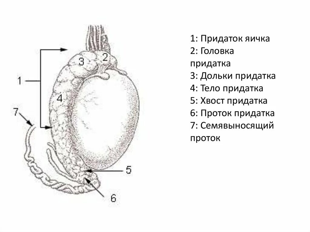 Придаток яичка анатомия строение. Яичко внешнее строение анатомия. Строение семенника анатомия. Строение придатка яичка. Яички образуют