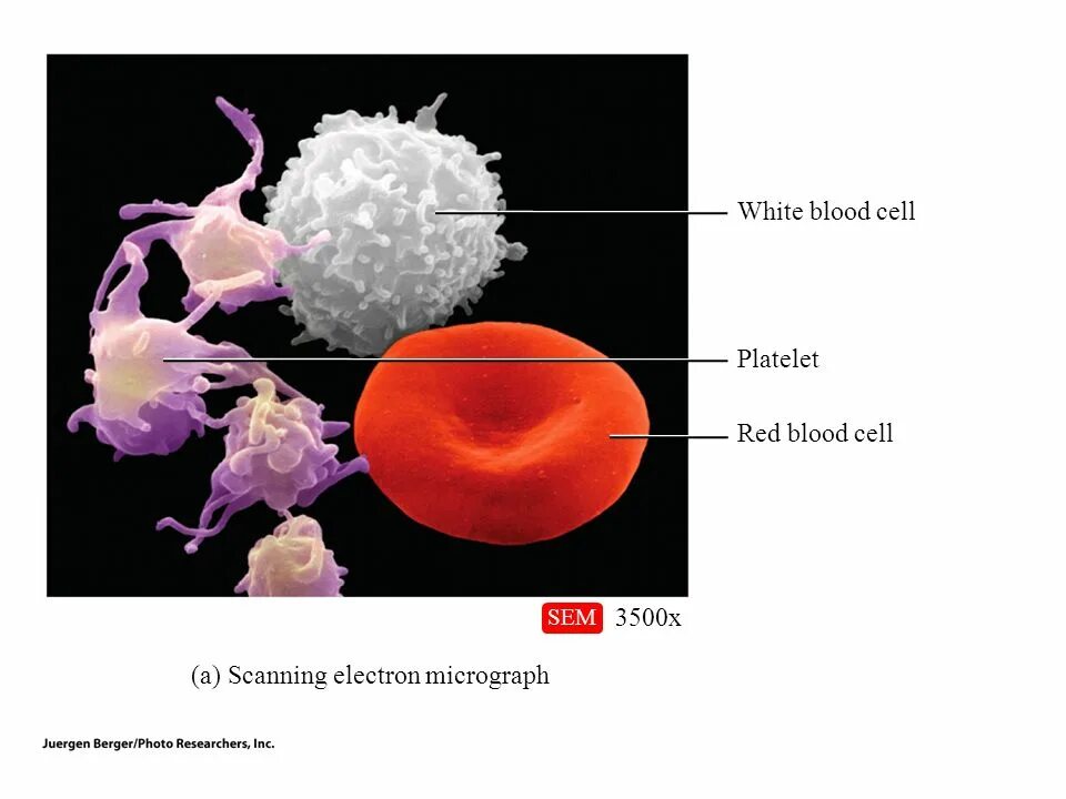 Formed elements of Blood. Лейкоциты в крови. Эритроциты и лейкоциты. Blood Cells. Т клетки крови