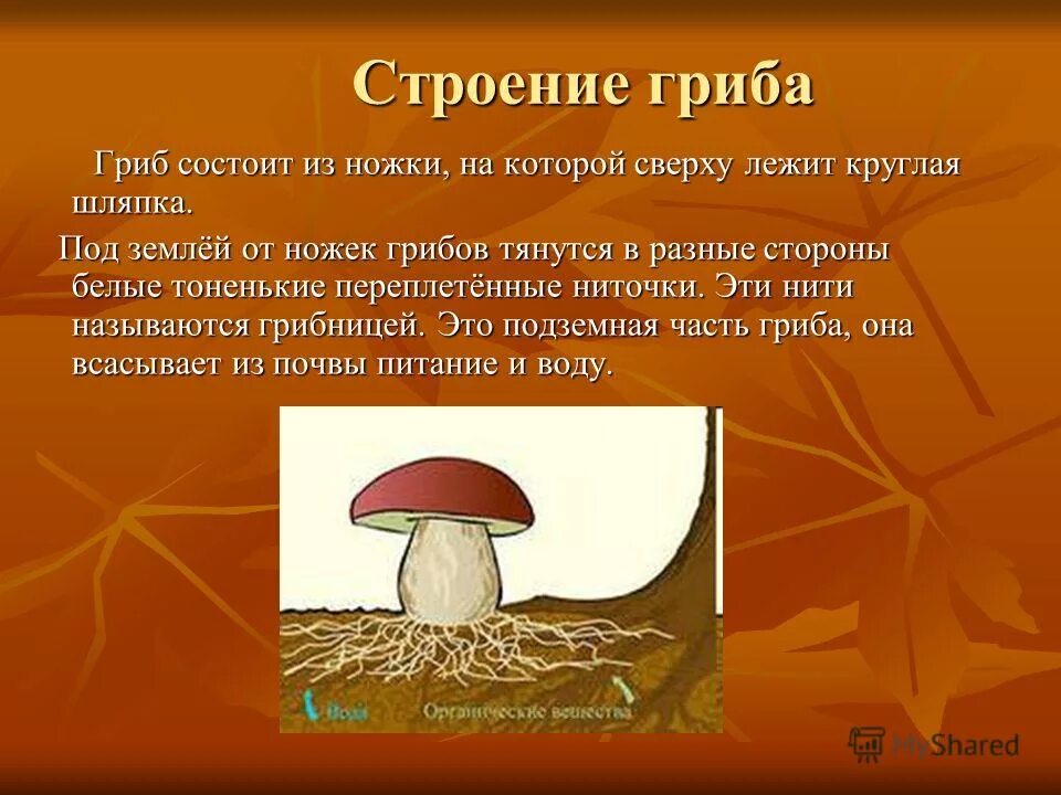 Тело грибов состоит из многочисленных. Строение ножки гриба. Ножка гриба строение. Грибы презентация. Как называется ножка гриба.