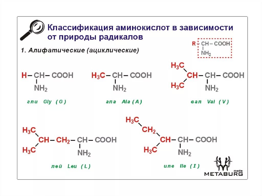 Аминокислоты строение и классификация. Классификация аминокислот по химической природе радикала. Био классификация аминокислот. Классификация аминокислот по строению бокового радикала. Ациклические (алифатические) аминокислоты.