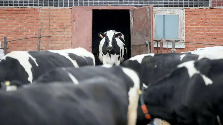 регионализация по ящуру россельхознадзор. ящур в старой чемровке. дальний восток с забайкальским краем и бурятией. ящур животных вакцинируют в июне. старое зубутли дагестан зиплайн.