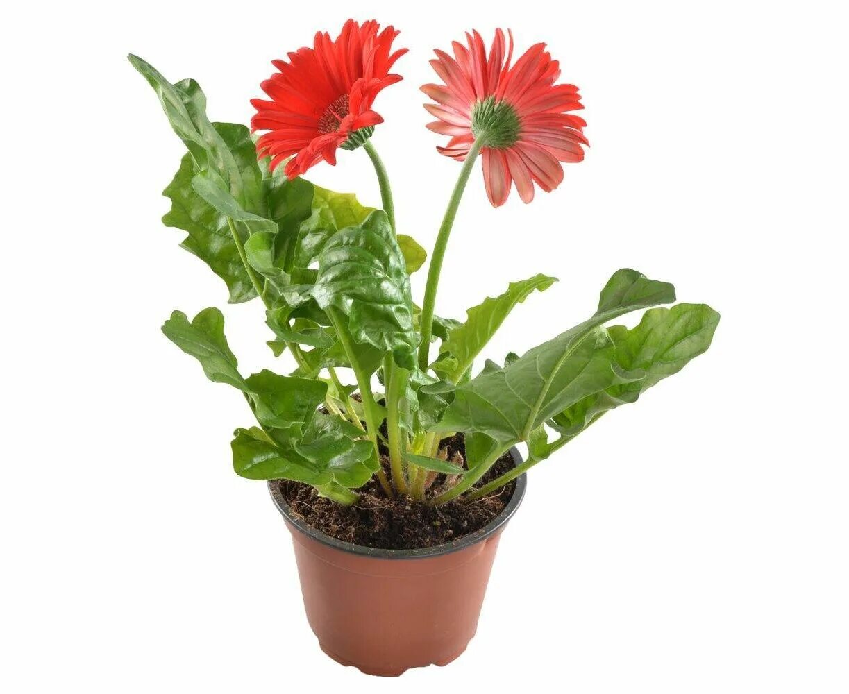 Watercolor flower gerbera and leaves elements Vector Image