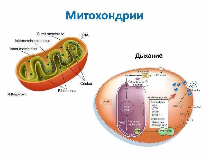 Схема митохондрии биохимия. Схема процессов в митохондриях. Строение митохондрии цикл Кребса. Схема клеточного дыхания в митохондриях. Митохондрия аэробный