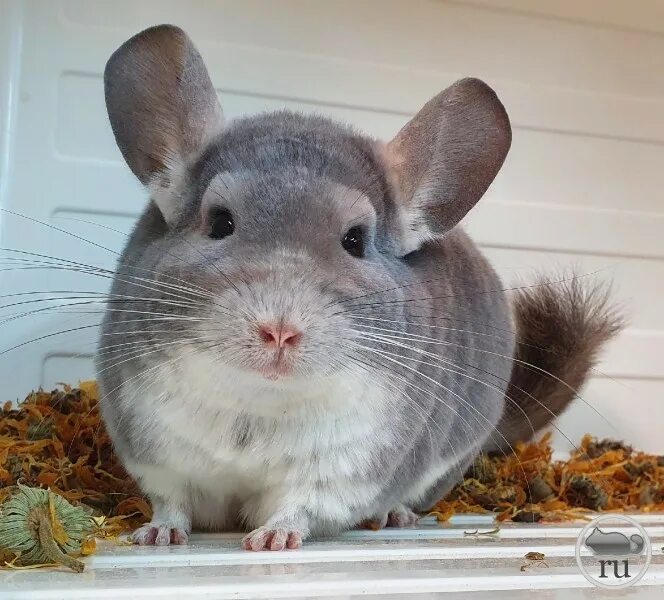 Бенда шиншилла. Шиншилла Terra Chinchilla Новосибирск. Нугзар шиншиллы. Питомник шиншилл. Необычные окрасы шиншилл.