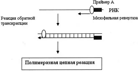 Транскрипция реакция