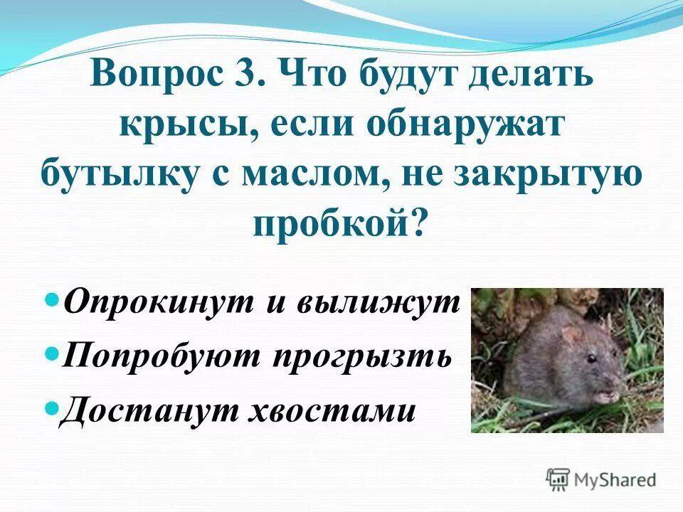 что делать если крыса издает звуки