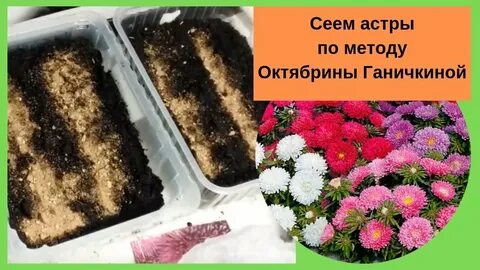 Сею астры