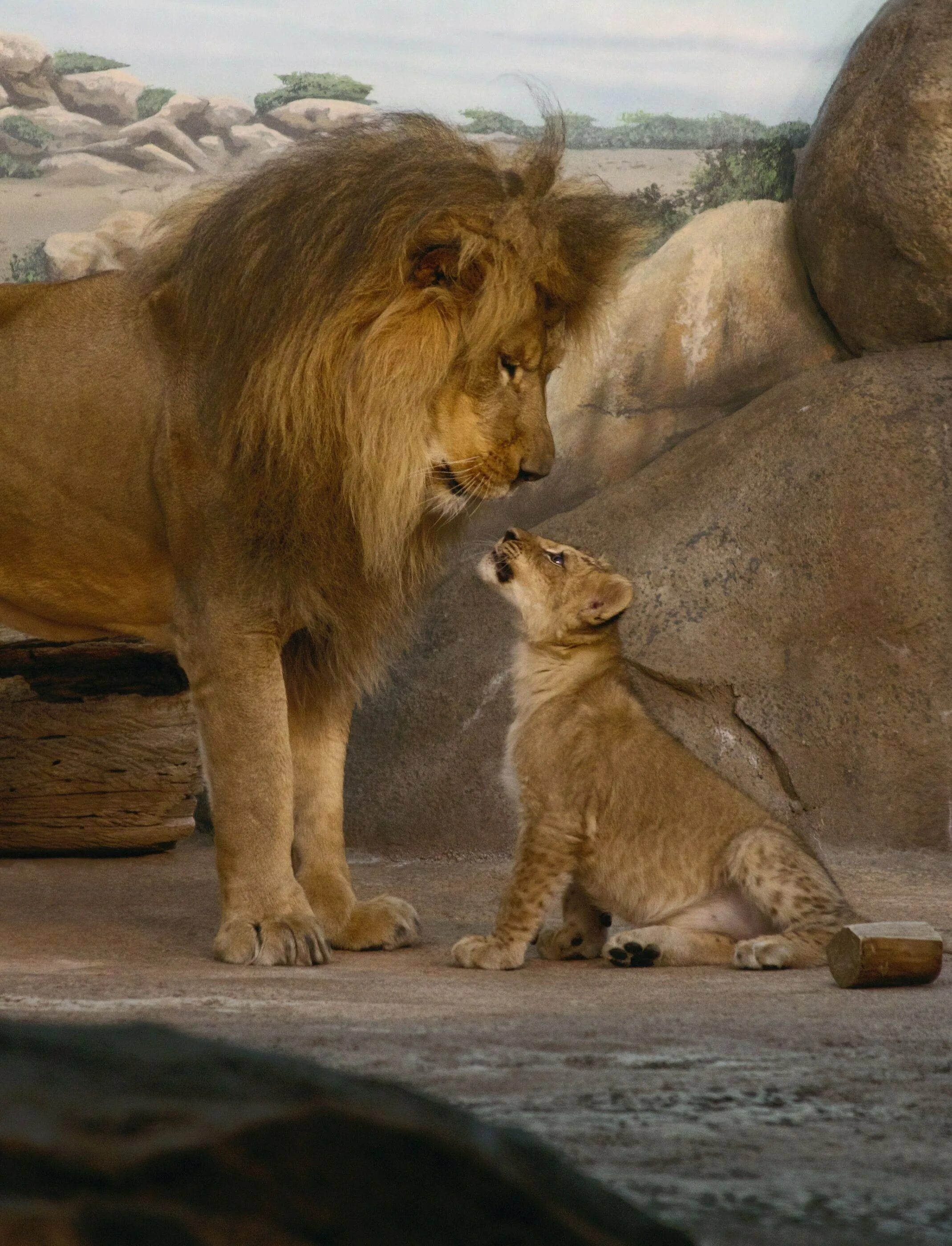 Картина "лев". Красивые картинки с семейством львов. Два сына лев и. Алмазная живопись львиный прайд. Семья львов с 2 львятами.